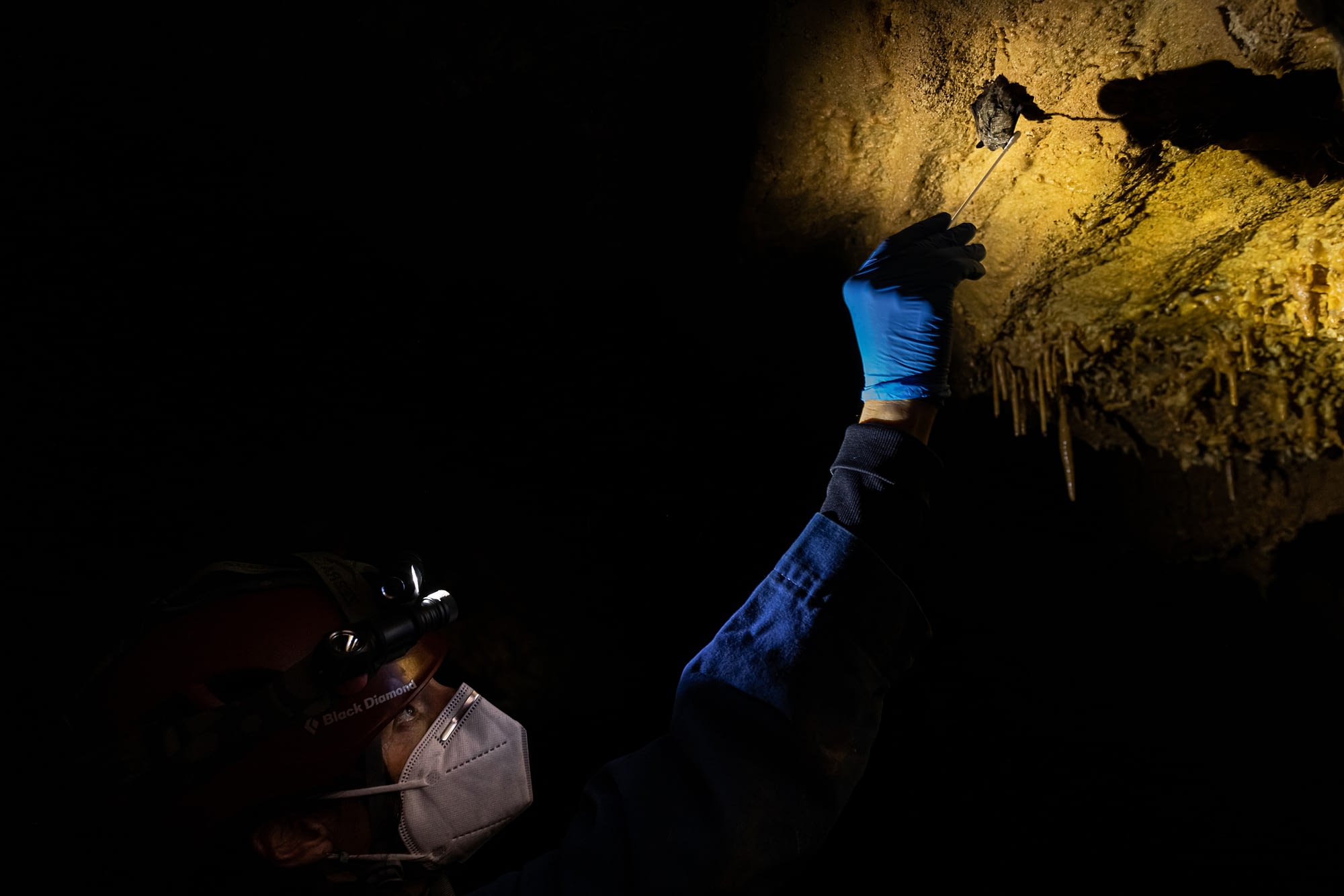 White-Nose Syndrome with Lauri Hanauska-Brown and Tears of the Turtle with Ian Chechet - 2 New Podcasts!