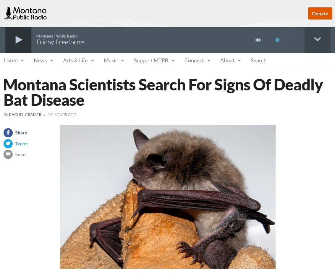 Montana Scientists Search For Signs Of Deadly Bat Disease