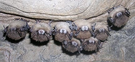 WNS Bats Small