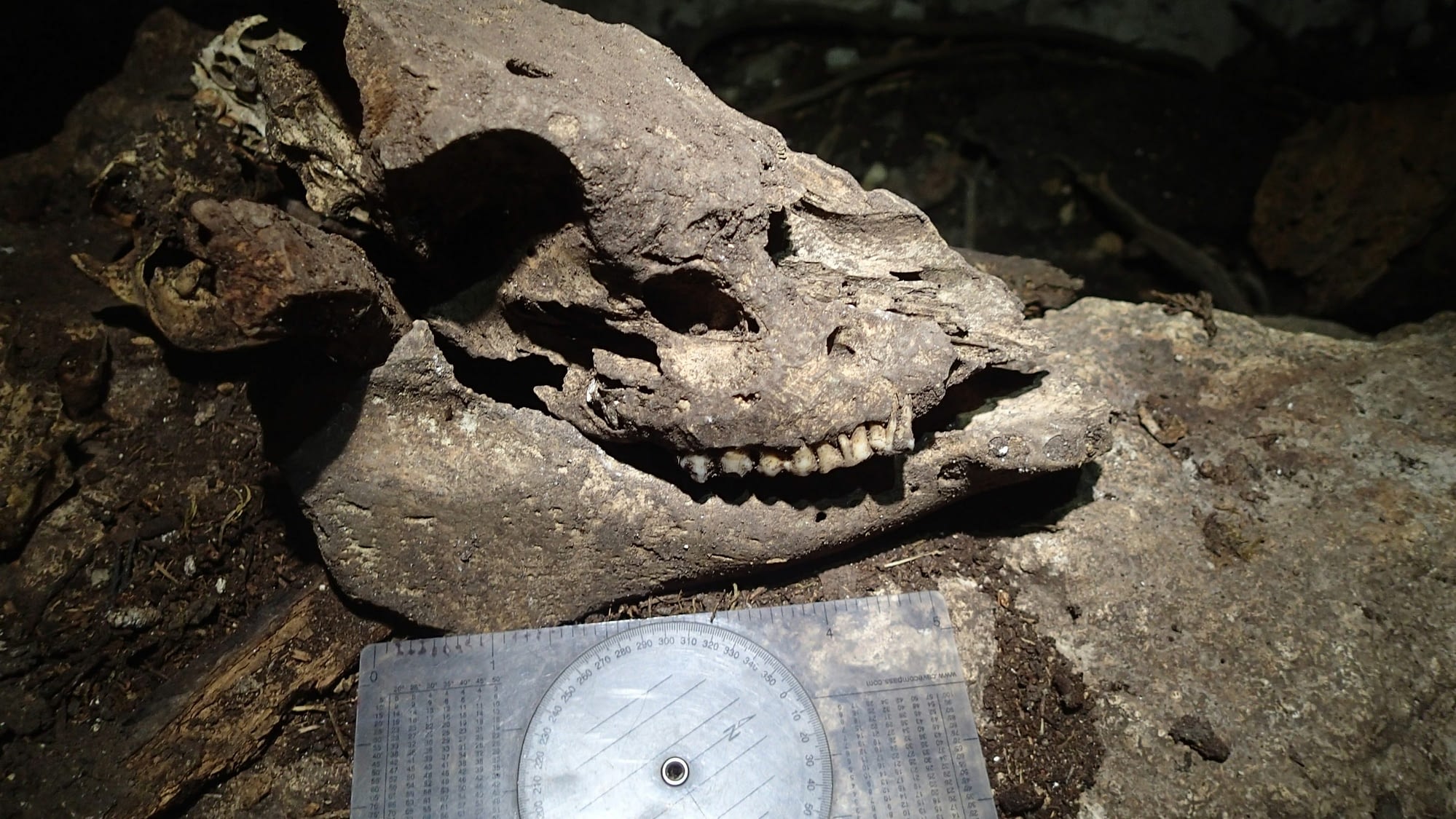 Guide to Fossils in Caves - Presentation by Paleontologists